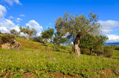 Olive trees in Malaga province in the springtime