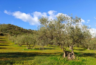 İlkbaharda Malaga 'da zeytin ağaçları
