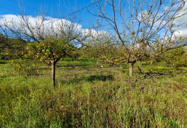 İlkbaharda Malaga 'da portakal ağaçları