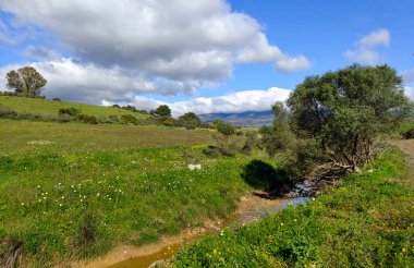 İlkbaharda İspanya 'nın Malaga eyaletinin çayırlarında çiçekler