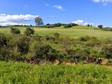 İlkbaharda İspanya 'nın Malaga eyaletinin çayırlarında çiçekler