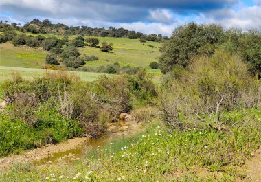 İlkbaharda İspanya 'nın Malaga eyaletinin çayırlarında çiçekler