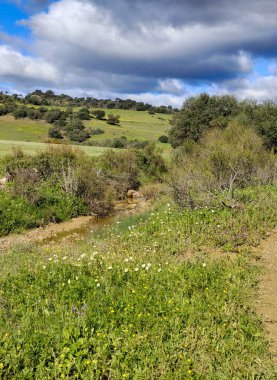 İlkbaharda İspanya 'nın Malaga eyaletinin çayırlarında çiçekler