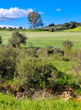İlkbaharda İspanya 'nın Malaga eyaletinin çayırlarında çiçekler