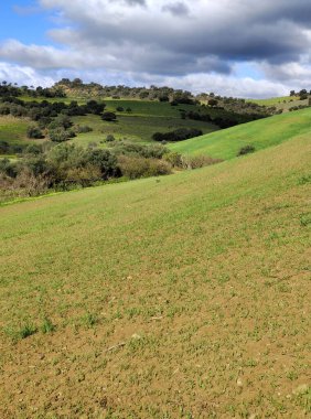 İlkbaharda İspanya 'nın Malaga eyaletinin çayırlarında çiçekler