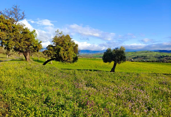 Blumen Auf Den Wiesen Der Provinz Malaga Spanien Frühling — Stockfoto