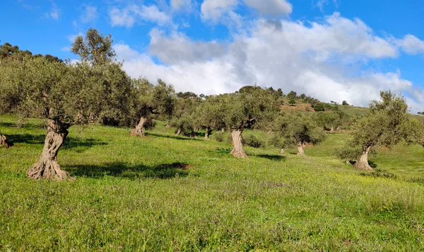 Olive Trees Malaga Province Springtime — Fotografia de Stock