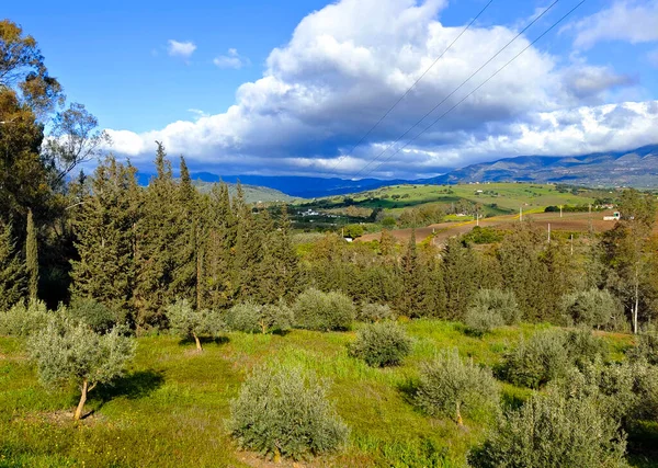 Flowers Meadows Malaga Province Spain Springtime — ストック写真