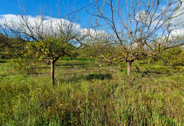 Orange Trees Malaga Province Springtime — kuvapankkivalokuva