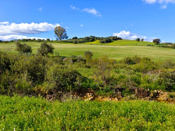 İlkbaharda İspanya 'nın Malaga eyaletinin çayırlarında çiçekler