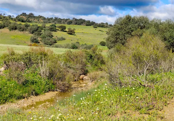 İlkbaharda İspanya 'nın Malaga eyaletinin çayırlarında çiçekler