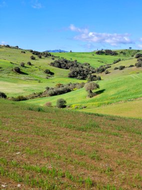 İlkbaharda Malaga 'da çayırlar
