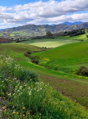 İlkbaharda Malaga 'da çayırlar