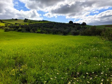 İlkbaharda Malaga 'da çayırlar