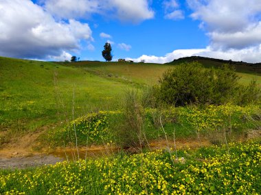 İlkbaharda Malaga 'da çayırlar