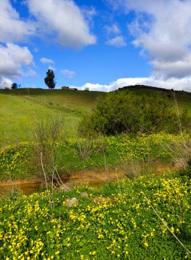 İlkbaharda Malaga 'da çayırlar