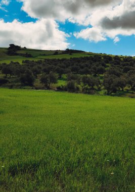 İlkbaharda Malaga 'da çayırlar