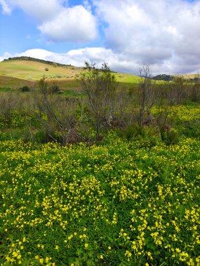 İlkbaharda Malaga 'da çayırlar