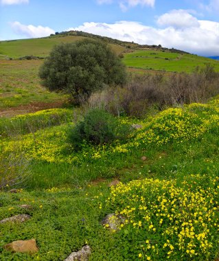 İlkbaharda Malaga 'da çayırlar