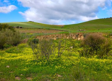 İlkbaharda Malaga 'da çayırlar