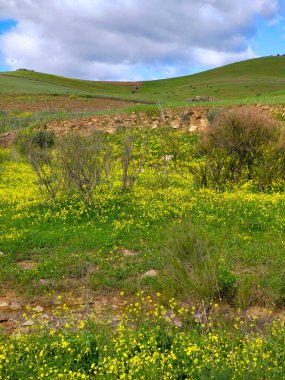 İlkbaharda Malaga 'da çayırlar