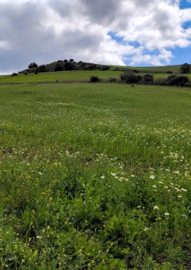 İlkbaharda Malaga 'da çayırlar
