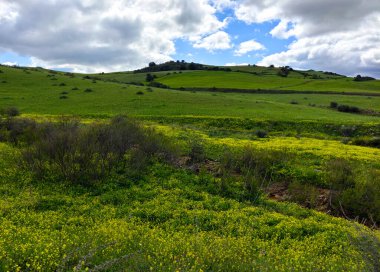 İlkbaharda Malaga 'da çayırlar