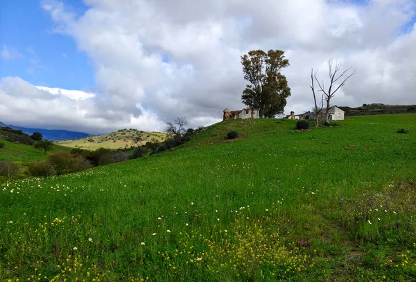 Wiesen Der Provinz Málaga Frühling — Stockfoto