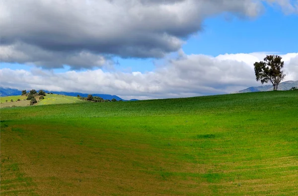 Wiesen Der Provinz Málaga Frühling Stockbild