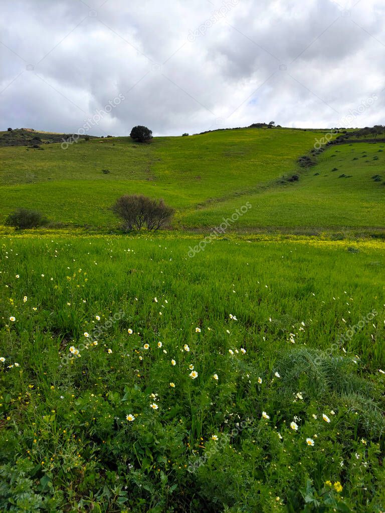Meadows in Malaga province in springtime