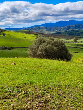 İlkbaharda Malaga 'da çayırlar
