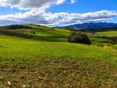 İlkbaharda Malaga 'da çayırlar