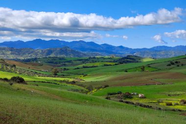 İlkbaharda Malaga 'da çayırlar