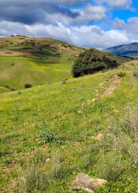 İlkbaharda Malaga 'da çayırlar