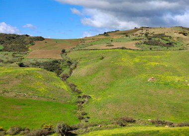 İlkbaharda Malaga 'da çayırlar