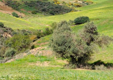İlkbaharda Malaga 'da çayırlar