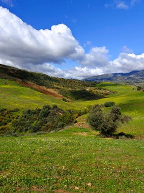 İlkbaharda Malaga 'da çayırlar