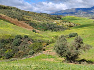 İlkbaharda Malaga 'da çayırlar