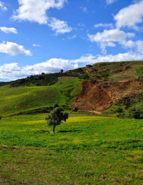 İlkbaharda Malaga 'da çayırlar