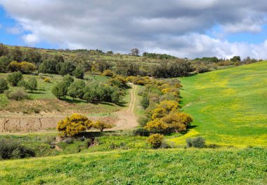 İlkbaharda Malaga 'da çayırlar