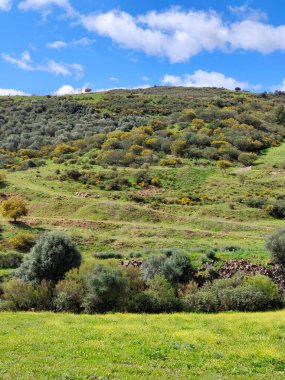 İlkbaharda Malaga 'da çayırlar