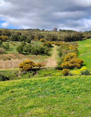 İlkbaharda Malaga 'da çayırlar