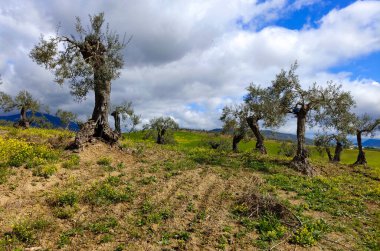 İlkbaharda Malaga 'da zeytin ağaçları