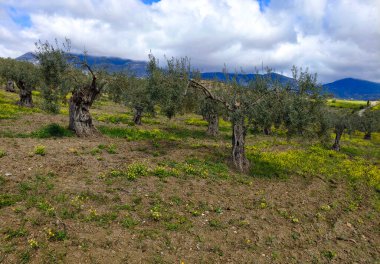İlkbaharda Malaga 'da zeytin ağaçları