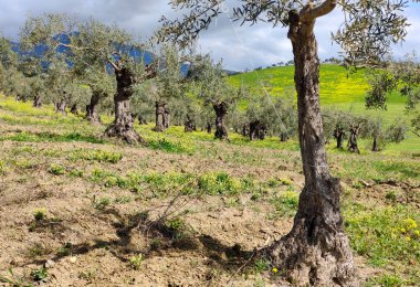 İlkbaharda Malaga 'da zeytin ağaçları