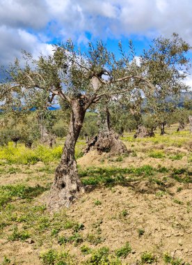 İlkbaharda Malaga 'da zeytin ağaçları