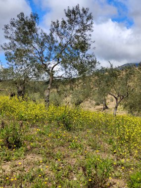 İlkbaharda Malaga 'da zeytin ağaçları