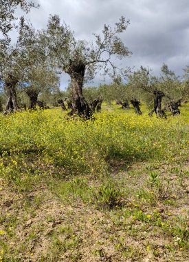 İlkbaharda Malaga 'da zeytin ağaçları
