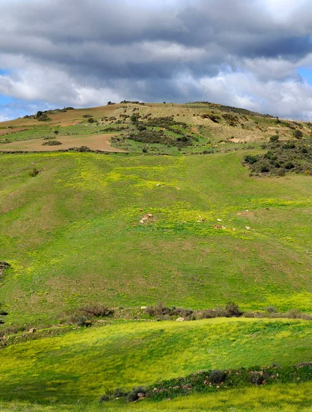 Prati Provincia Malaga Primavera — Foto Stock