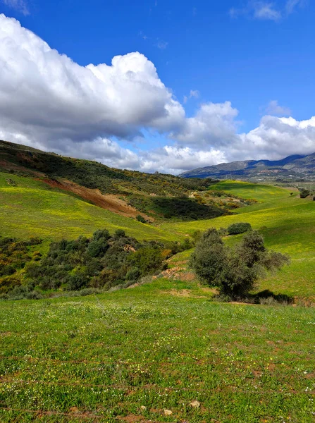 İlkbaharda Malaga 'da çayırlar